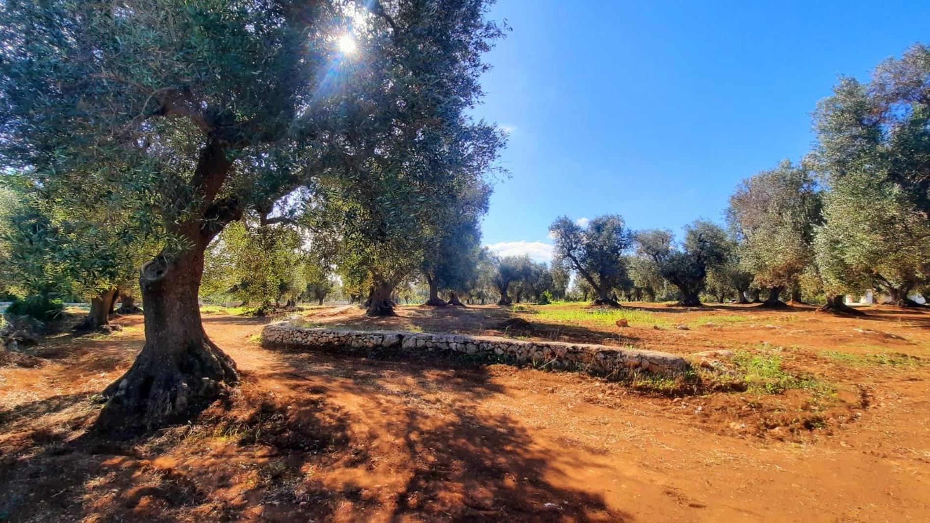 Tenuta La Pomona Ostuni Buitenkant foto